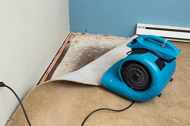 Best Water damage restoration mold remediation  in Raintree Plantation, MO